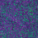 Riley Blake Batiks Elementals Terrazzo Mardi Gras